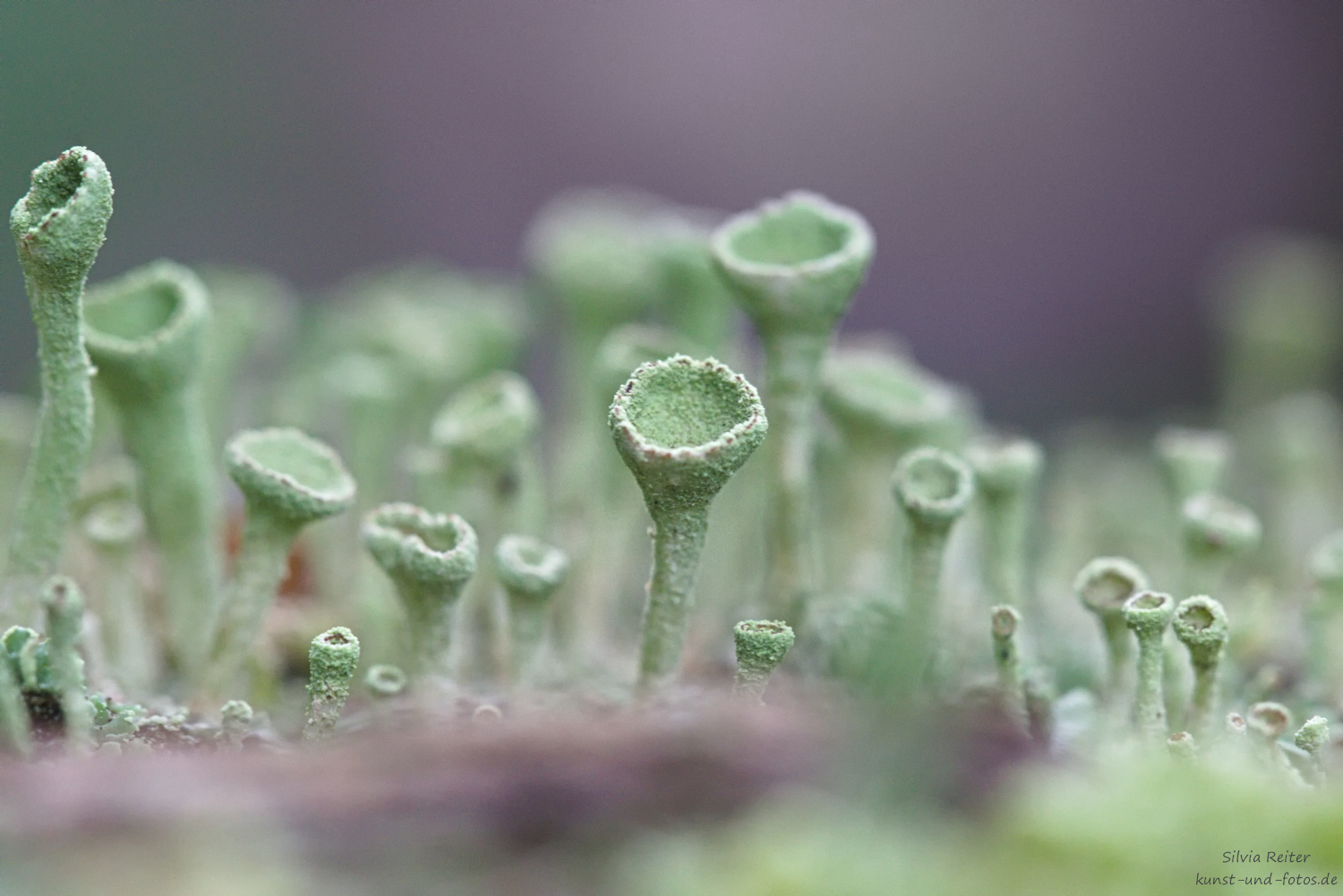 Trompetenflechte 09.2025