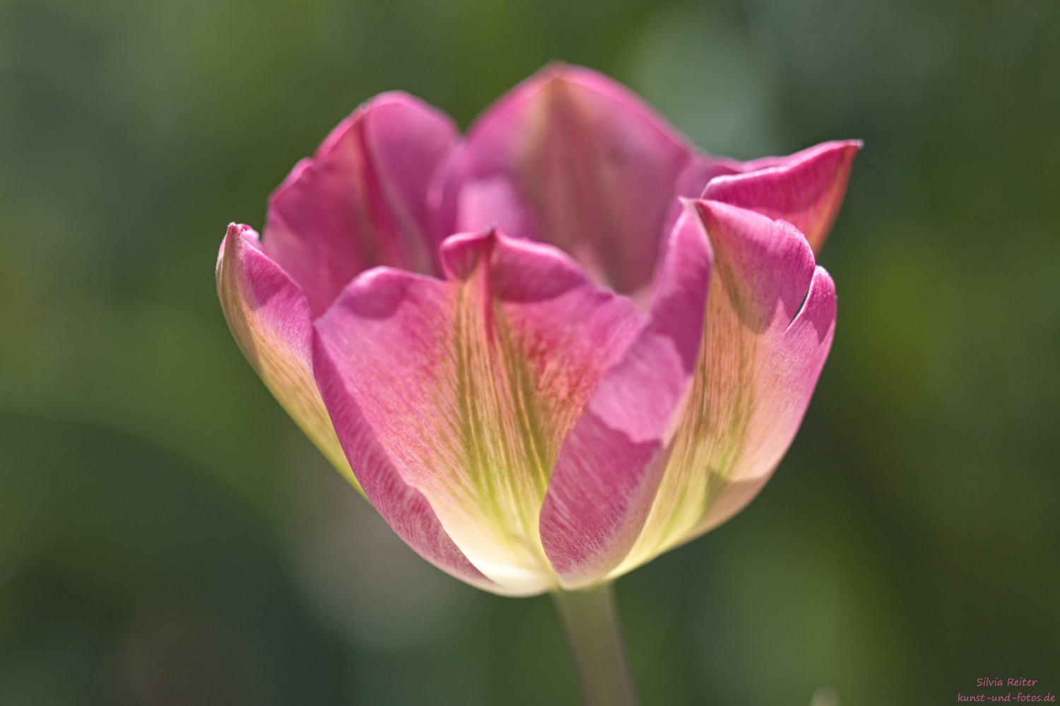 Tulpe 05.2026