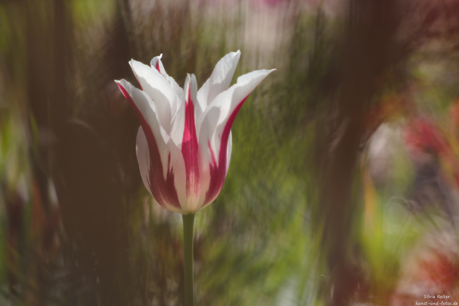 Tulpe 05.2026
