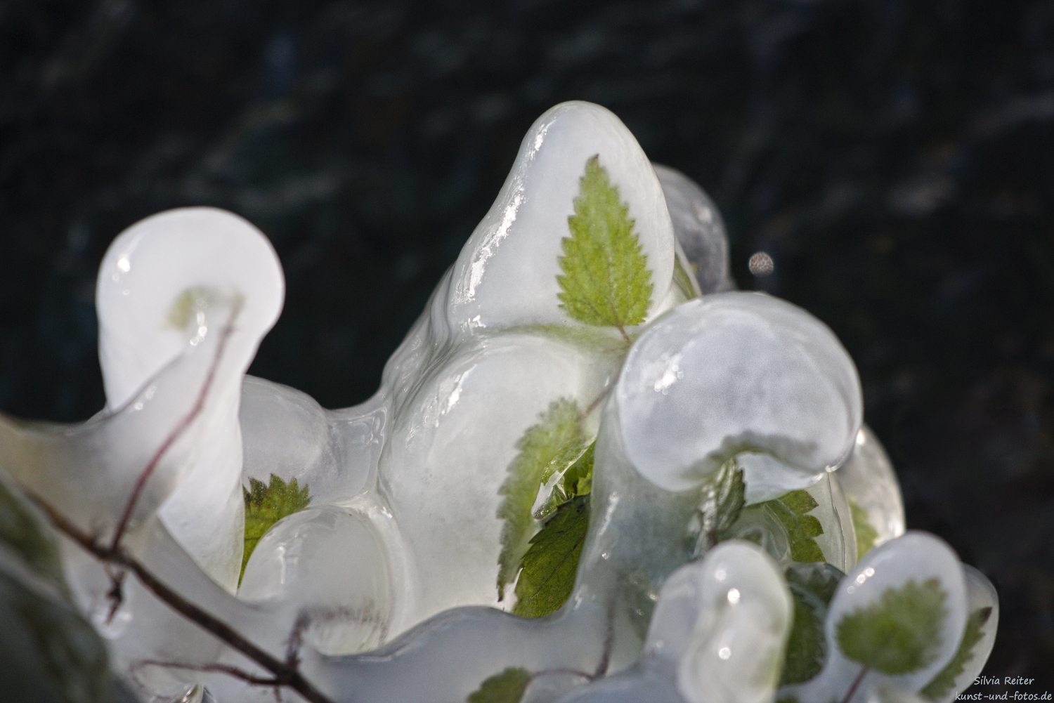 vereiste Bl&auml;tter am Bach 11.2025