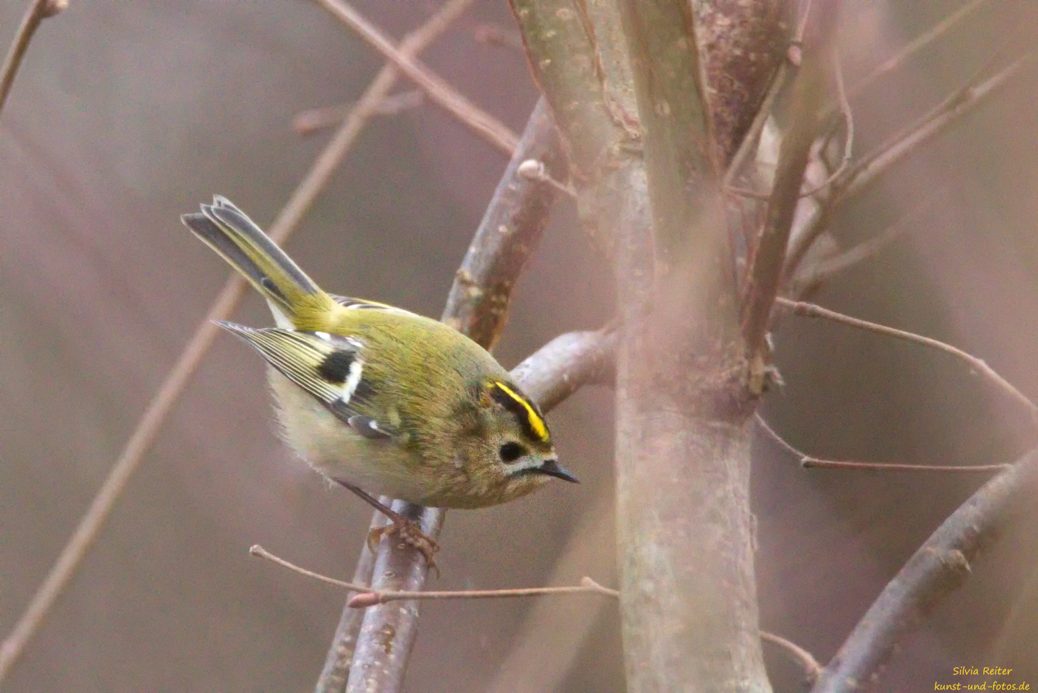 Wintergoldh&auml;hnchen am W&uuml;rmkanal 12.2025