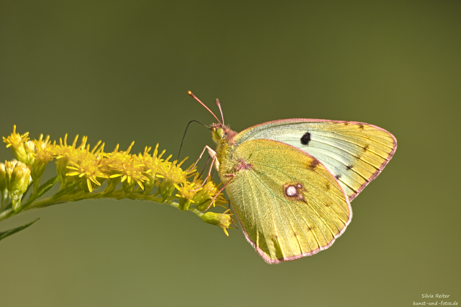 goldene Acht 08.2026