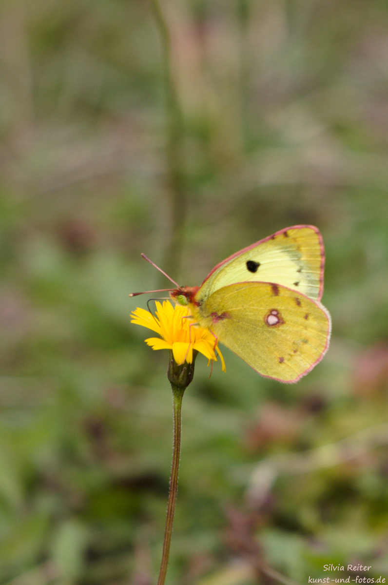 Goldene Acht 09.2025