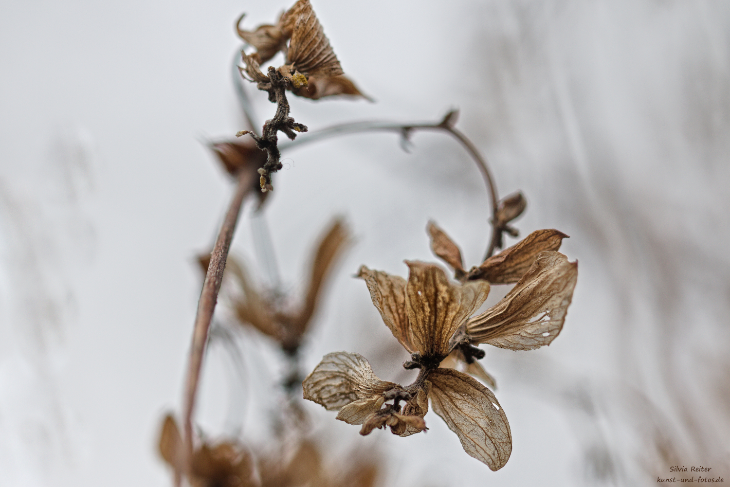Pflanze, verbl&uuml;ht 02.2026